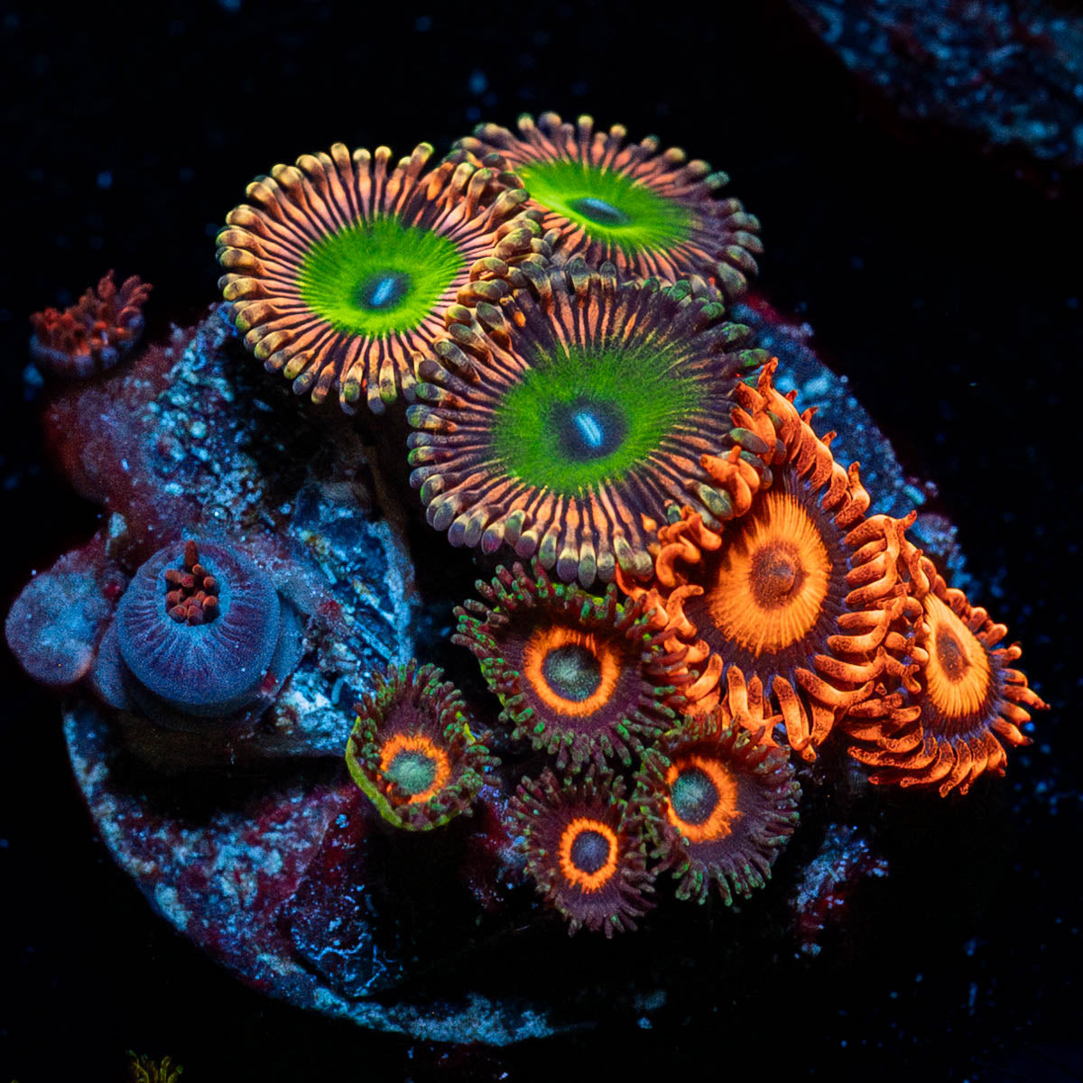 Zoanthid Combo Plug