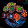 Zoanthid Combo Plug - riptide aquaculture llc