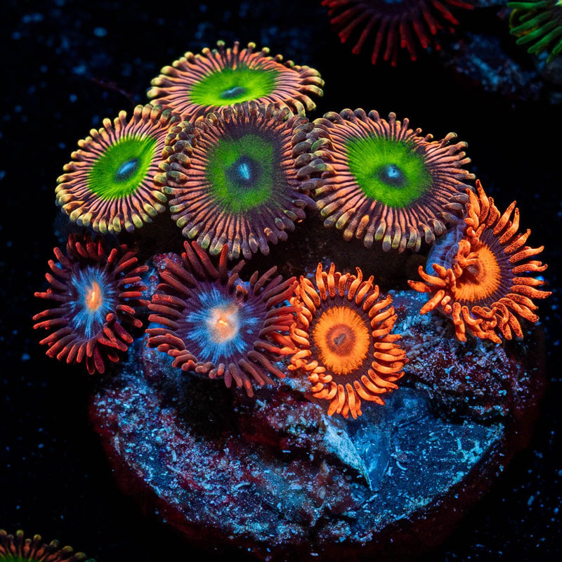Zoanthid Combo Plug