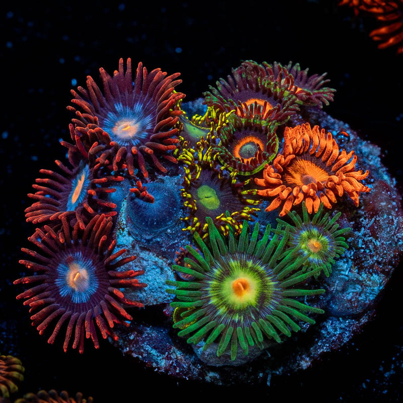 Zoanthid Combo Plug