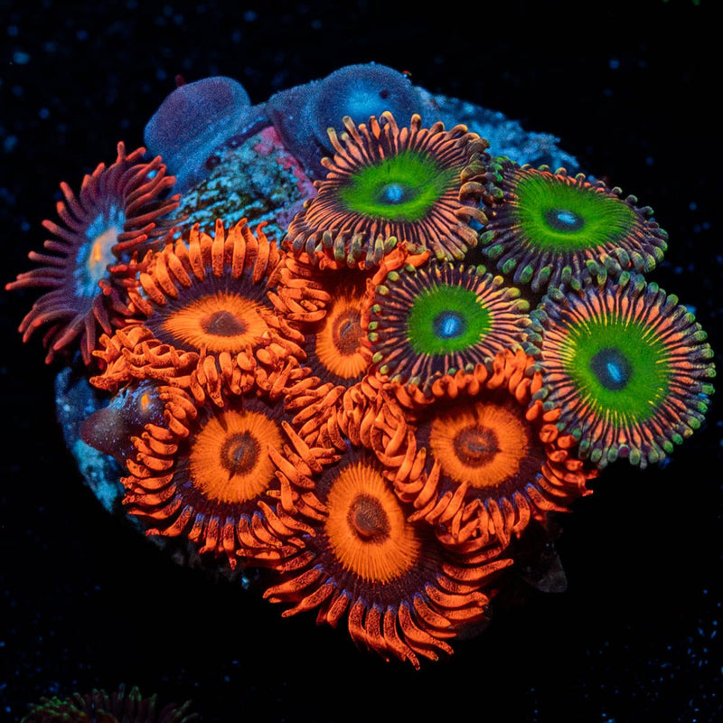 Zoanthid Combo Plug