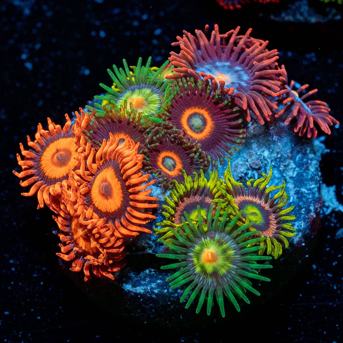 Zoanthid Combo Plug - riptide aquaculture llc