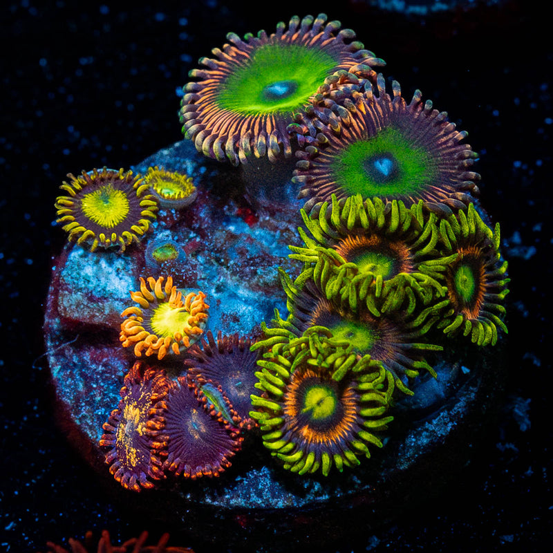 Zoanthid Combo Plug