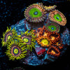 Zoanthid Combo Plug - riptide aquaculture llc