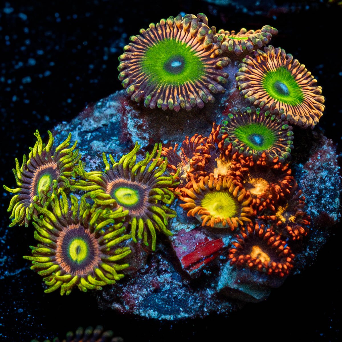 Zoanthid Combo Plug - riptide aquaculture llc