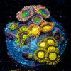 Zoanthid Combo Plug - riptide aquaculture llc