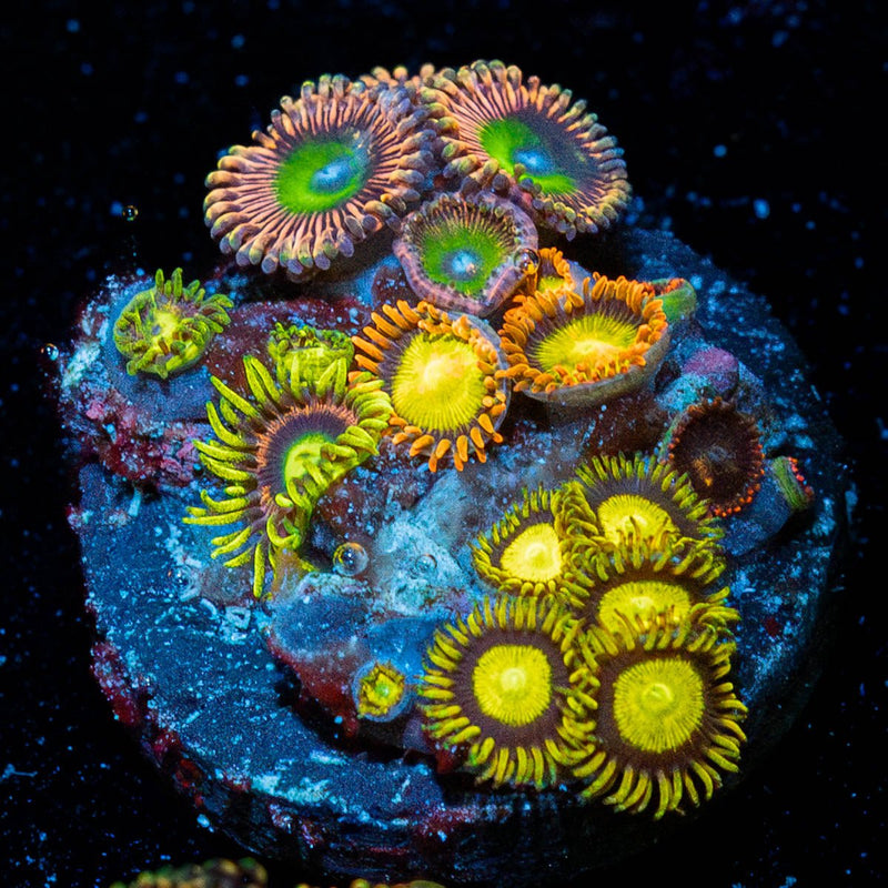 Zoanthid Combo Plug