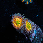 Sunny D Zoanthid - riptide aquaculture llc