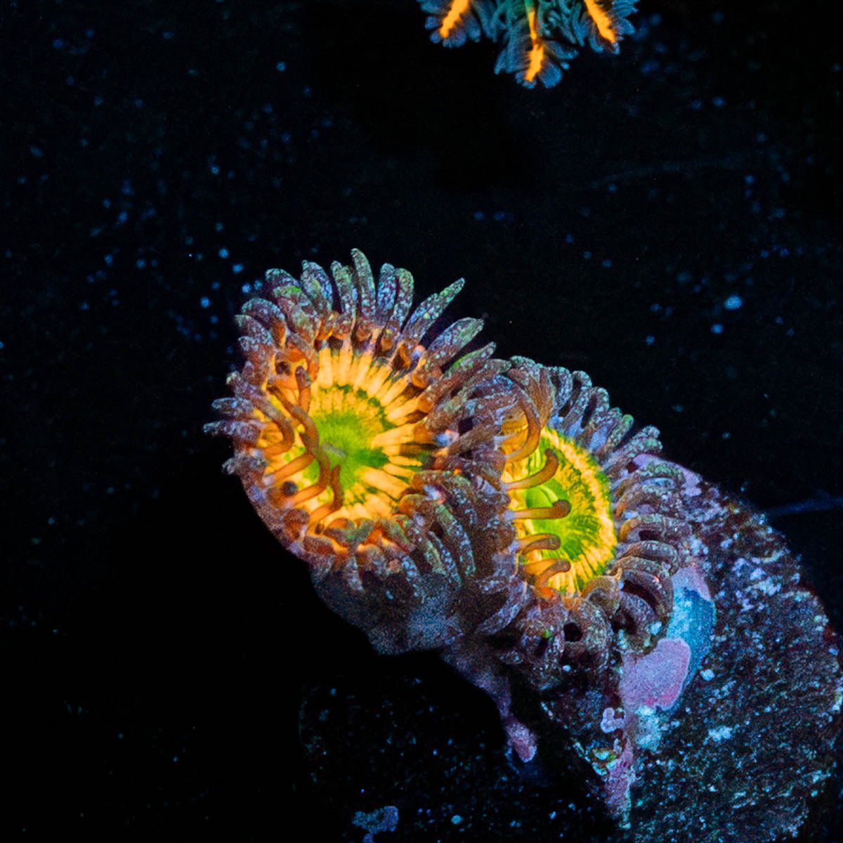 Sunny D Zoanthid - riptide aquaculture llc