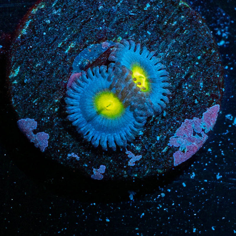 Aoi Zoanthid