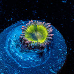 Panda Bear Zoanthid - riptide aquaculture llc