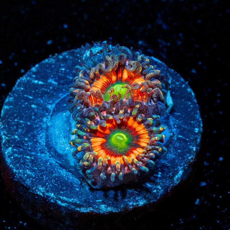 Daisy Duke Zoanthid