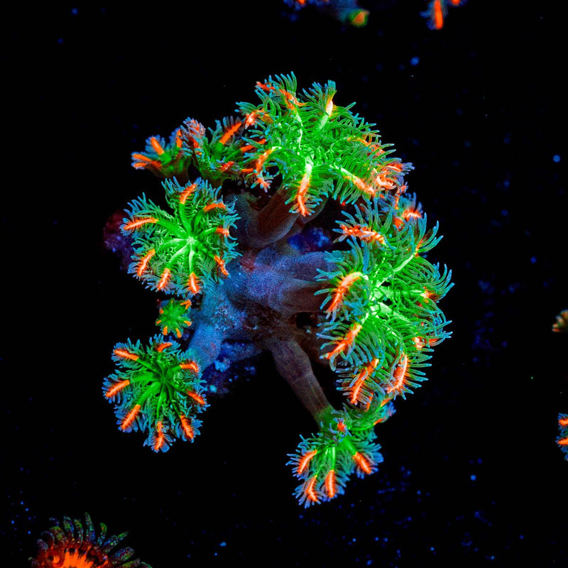 ARC Firework Clove Polyps