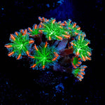ARC Firework Clove Polyps - riptide aquaculture llc