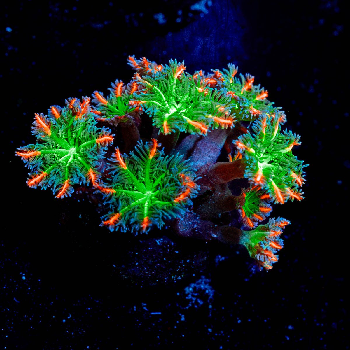 ARC Firework Clove Polyps - riptide aquaculture llc