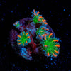 ARC Firework Clove Polyps - riptide aquaculture llc