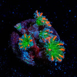 ARC Firework Clove Polyps - riptide aquaculture llc