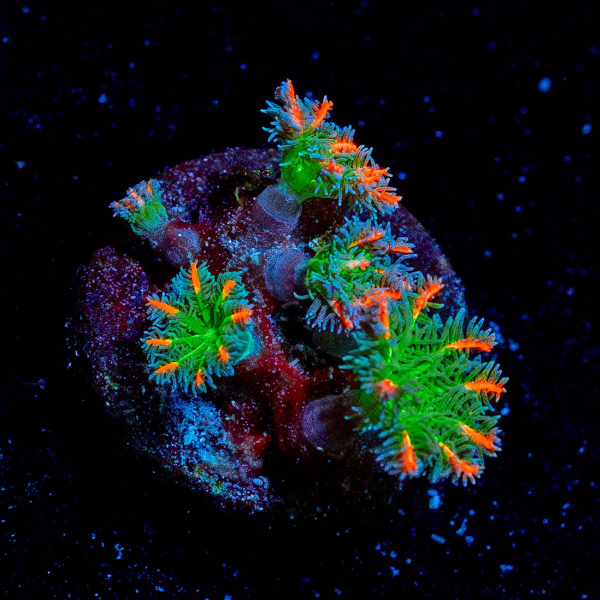 ARC Firework Clove Polyps - riptide aquaculture llc