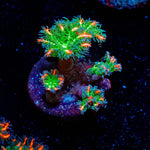 ARC Firework Clove Polyps