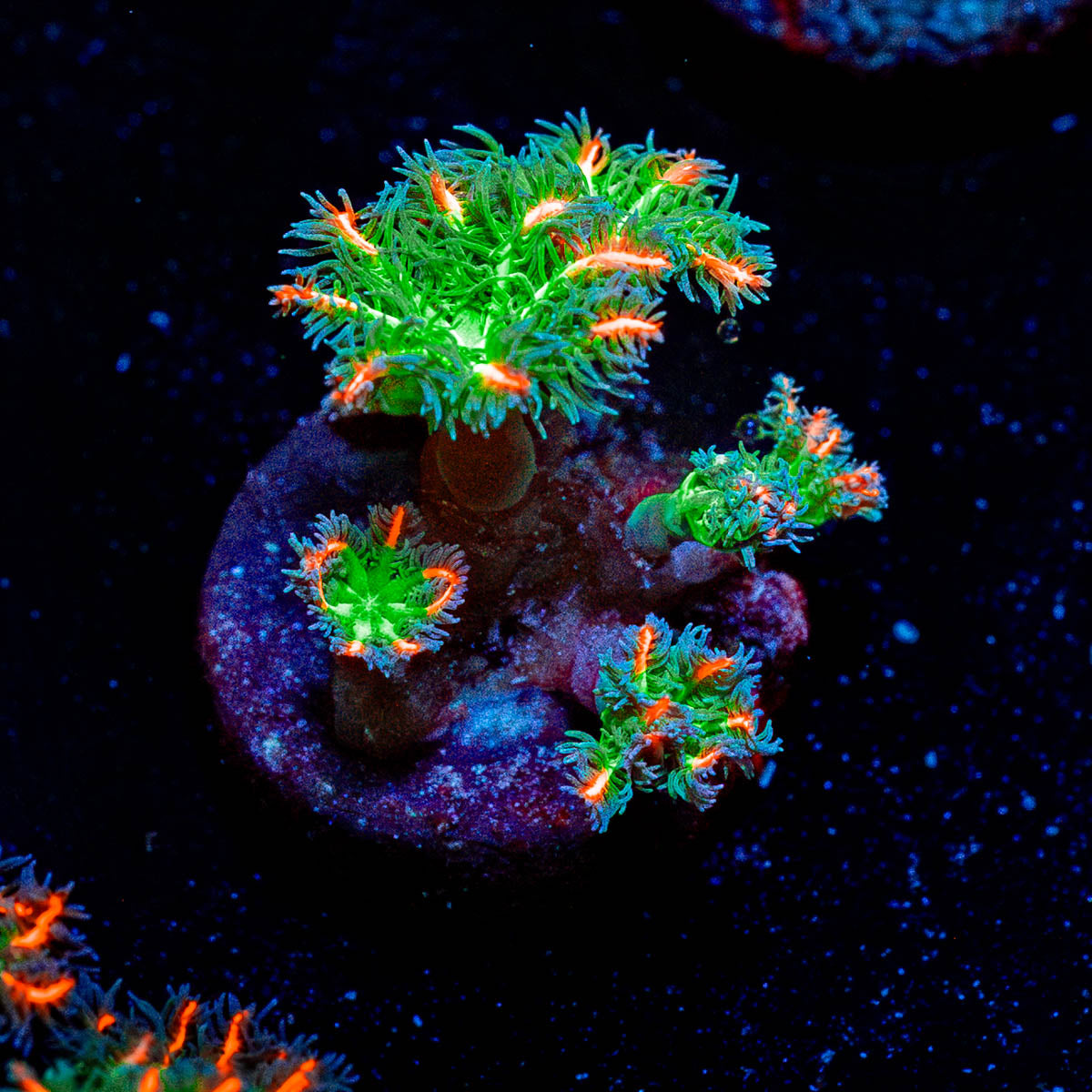 ARC Firework Clove Polyps