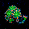 ARC Firework Clove Polyps - riptide aquaculture llc