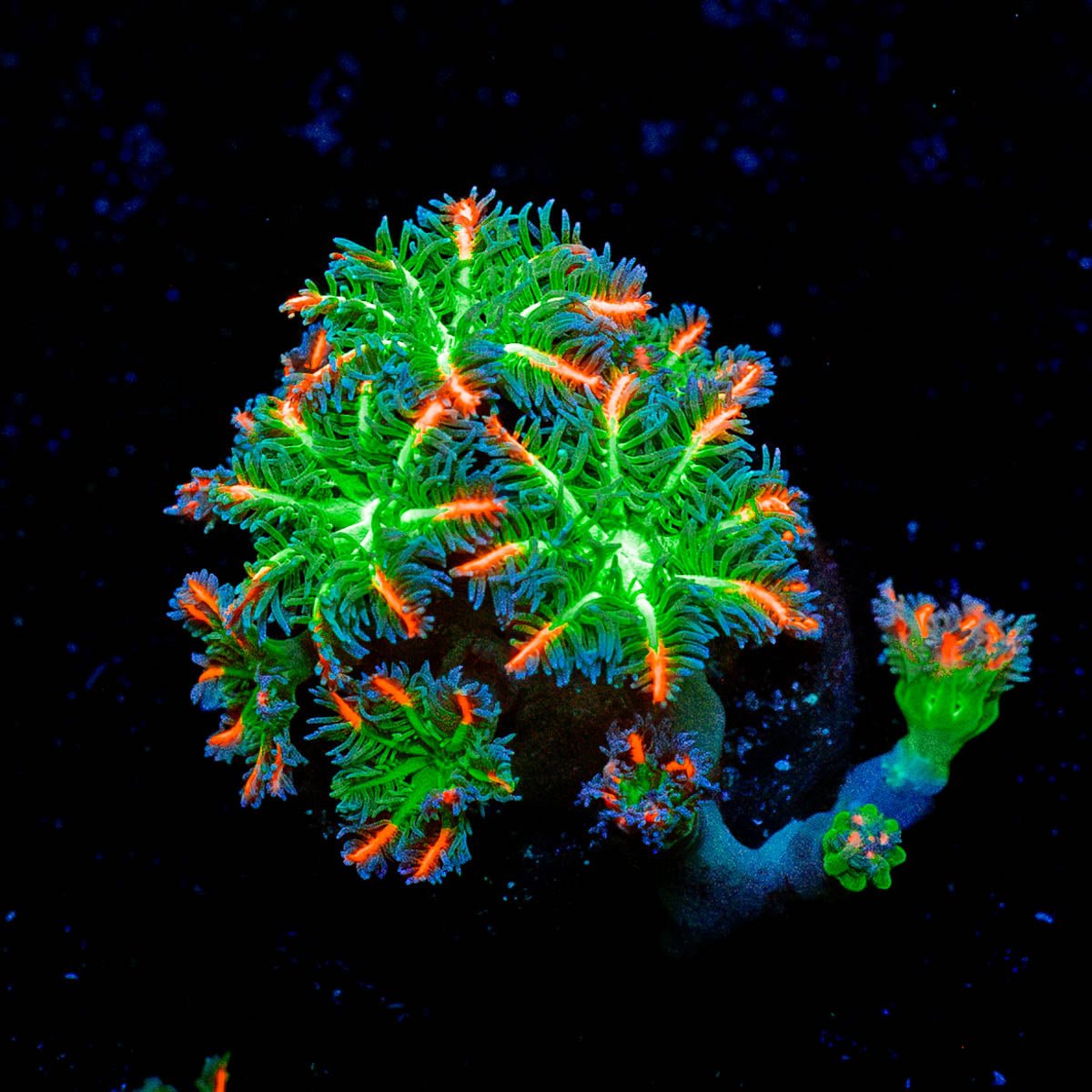 ARC Firework Clove Polyps - riptide aquaculture llc