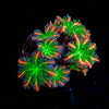 ARC Firework Clove Polyps - riptide aquaculture llc