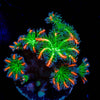 ARC Firework Clove Polyps - riptide aquaculture llc