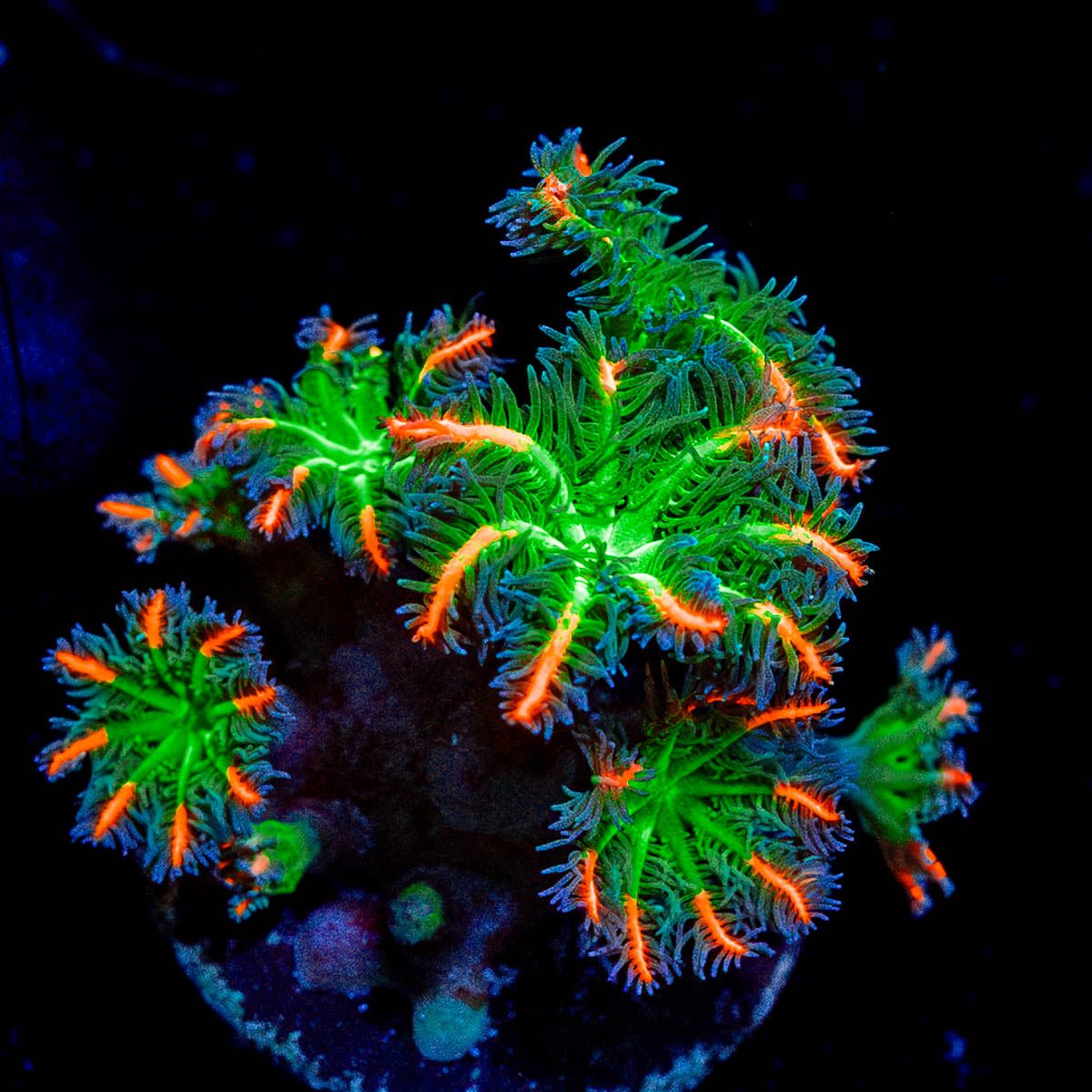ARC Firework Clove Polyps - riptide aquaculture llc