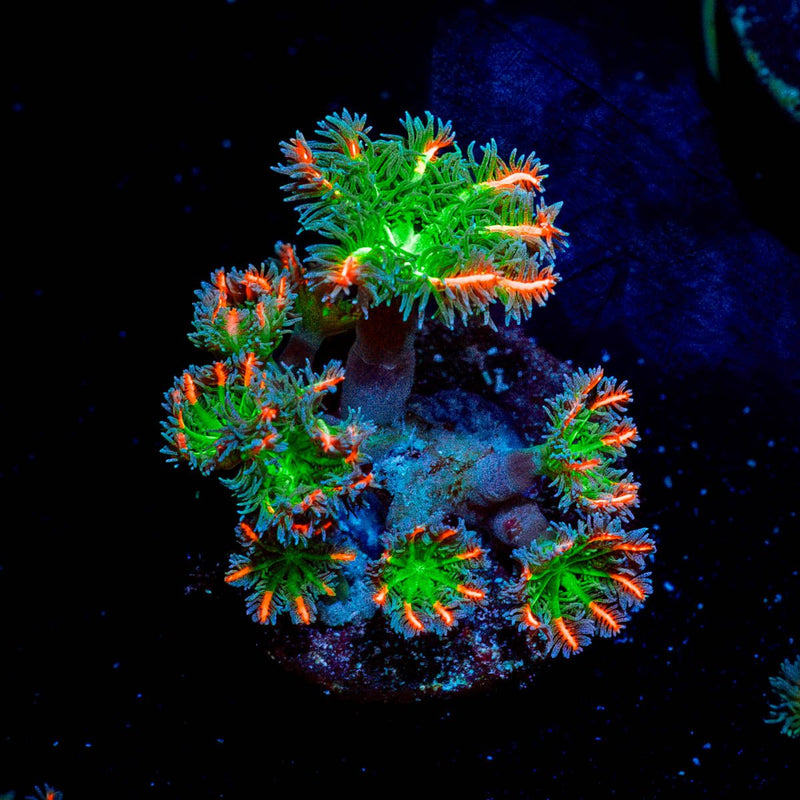 ARC Firework Clove Polyps