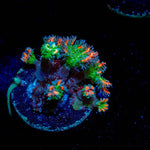 ARC Firework Clove Polyps - riptide aquaculture llc