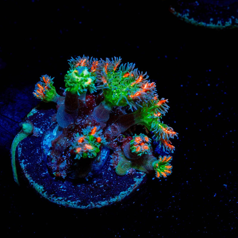 ARC Firework Clove Polyps