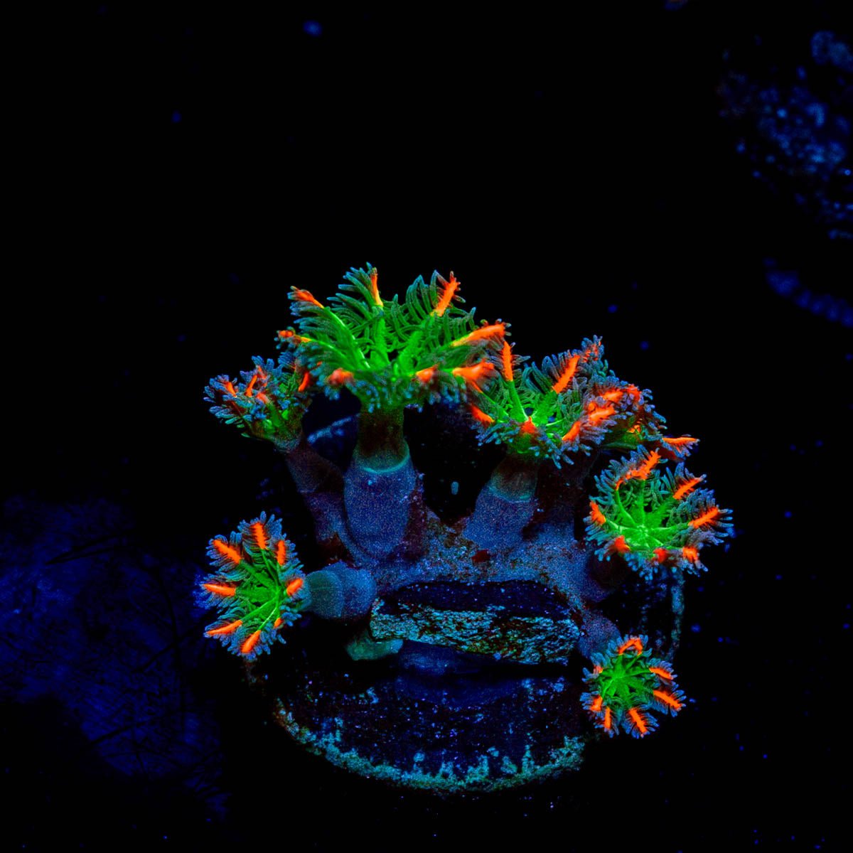 ARC Firework Clove Polyps - riptide aquaculture llc