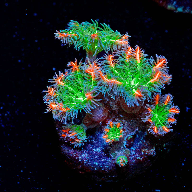ARC Firework Clove Polyps