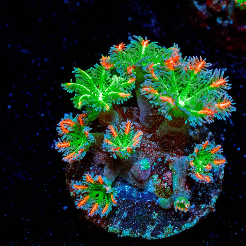 ARC Firework Clove Polyps