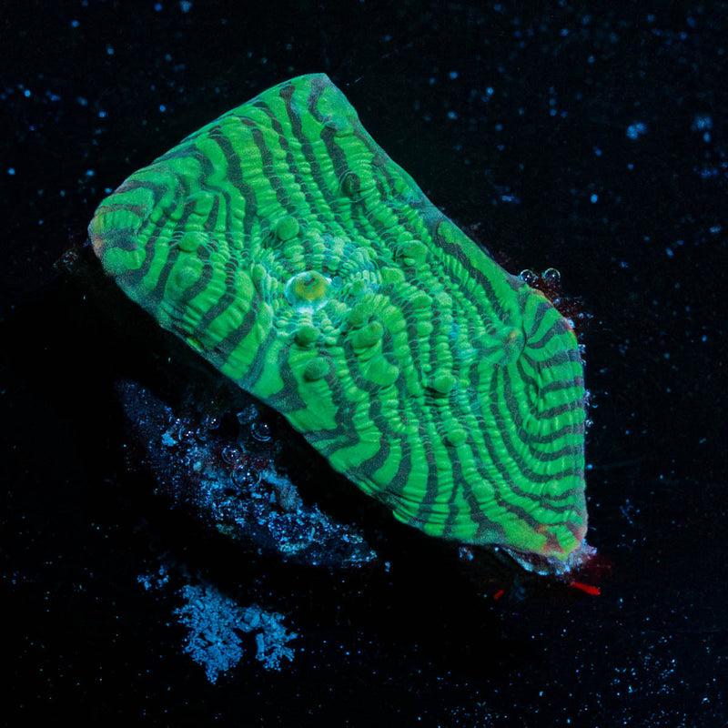 The Mask Convict Chalice