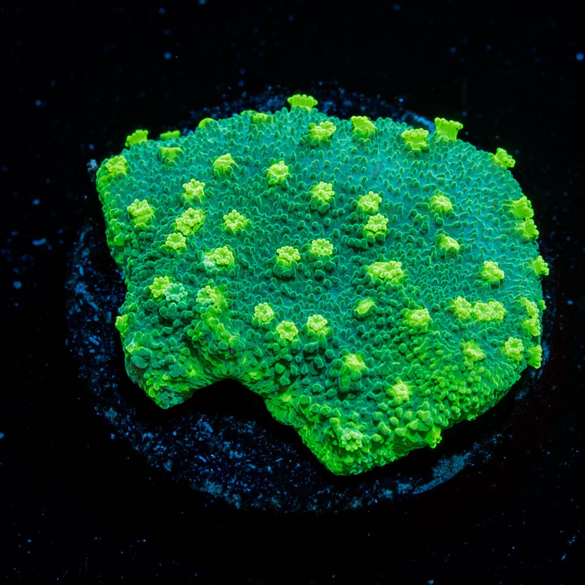 Palm Coast Astreapora - riptide aquaculture llc