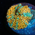 Leopard Mushroom - riptide aquaculture llc