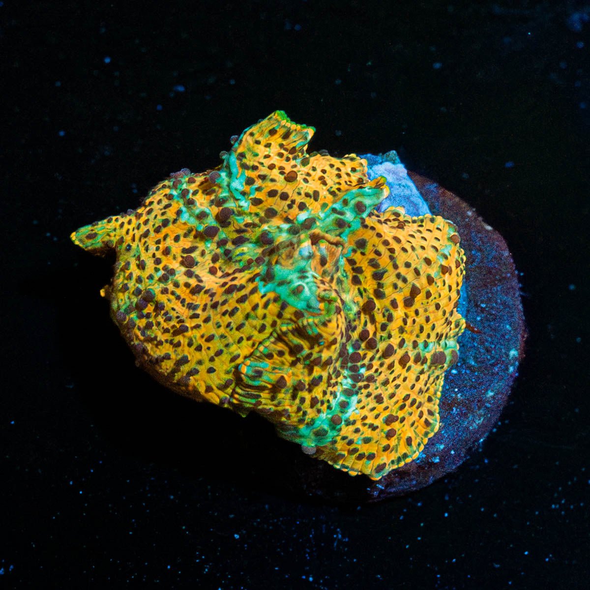 Leopard Mushroom - riptide aquaculture llc