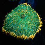 Maui Delight Rhodactis Mushroom - riptide aquaculture llc