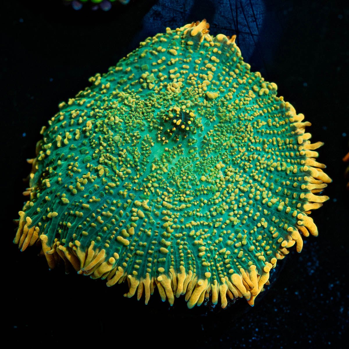 Maui Delight Rhodactis Mushroom - riptide aquaculture llc