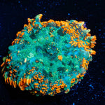 Patch Work Rhodactis Mushroom - riptide aquaculture llc