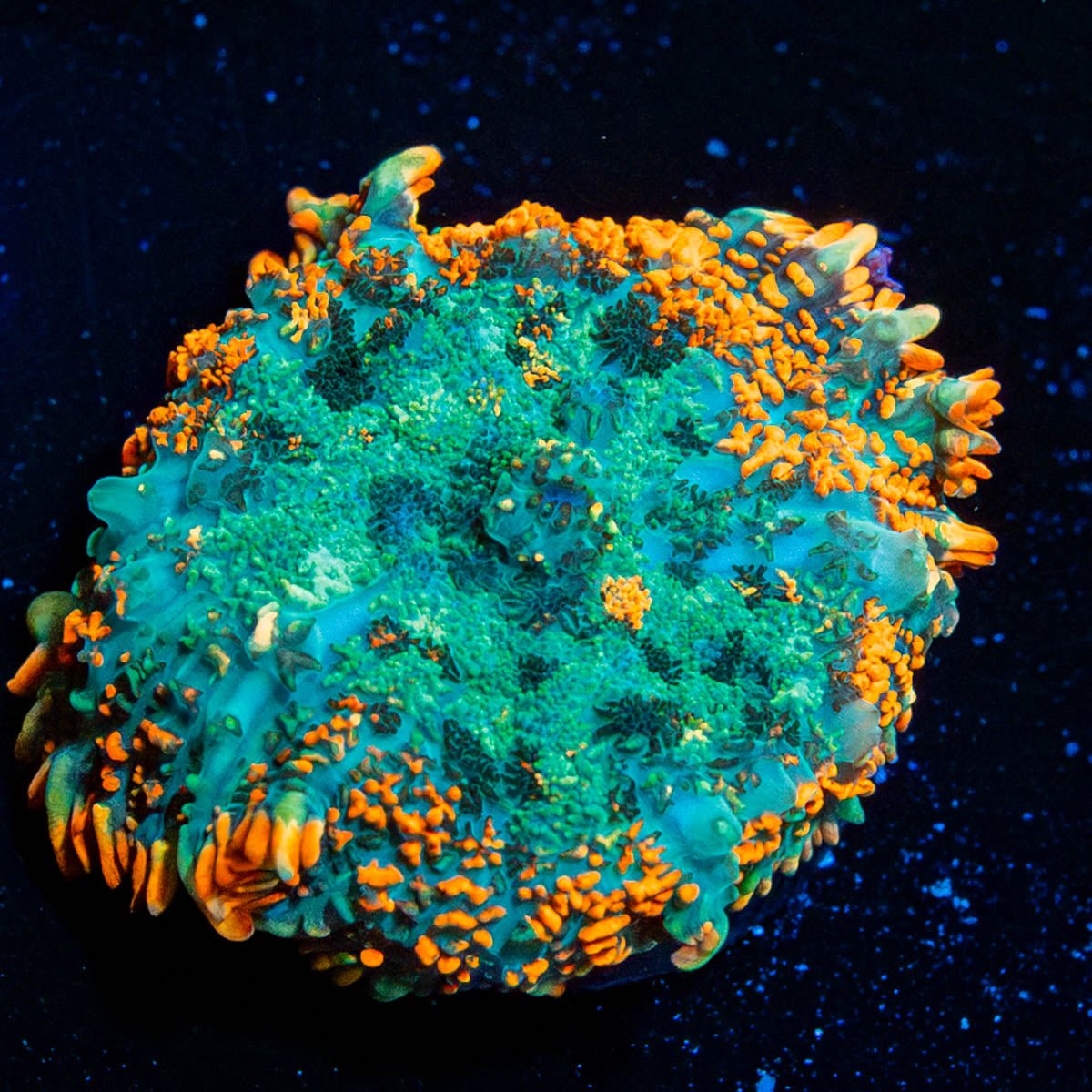 Patch Work Rhodactis Mushroom - riptide aquaculture llc