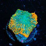 Maui Delight Rhodactis Mushroom - riptide aquaculture llc