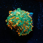 Charizard Rhodactis Mushroom