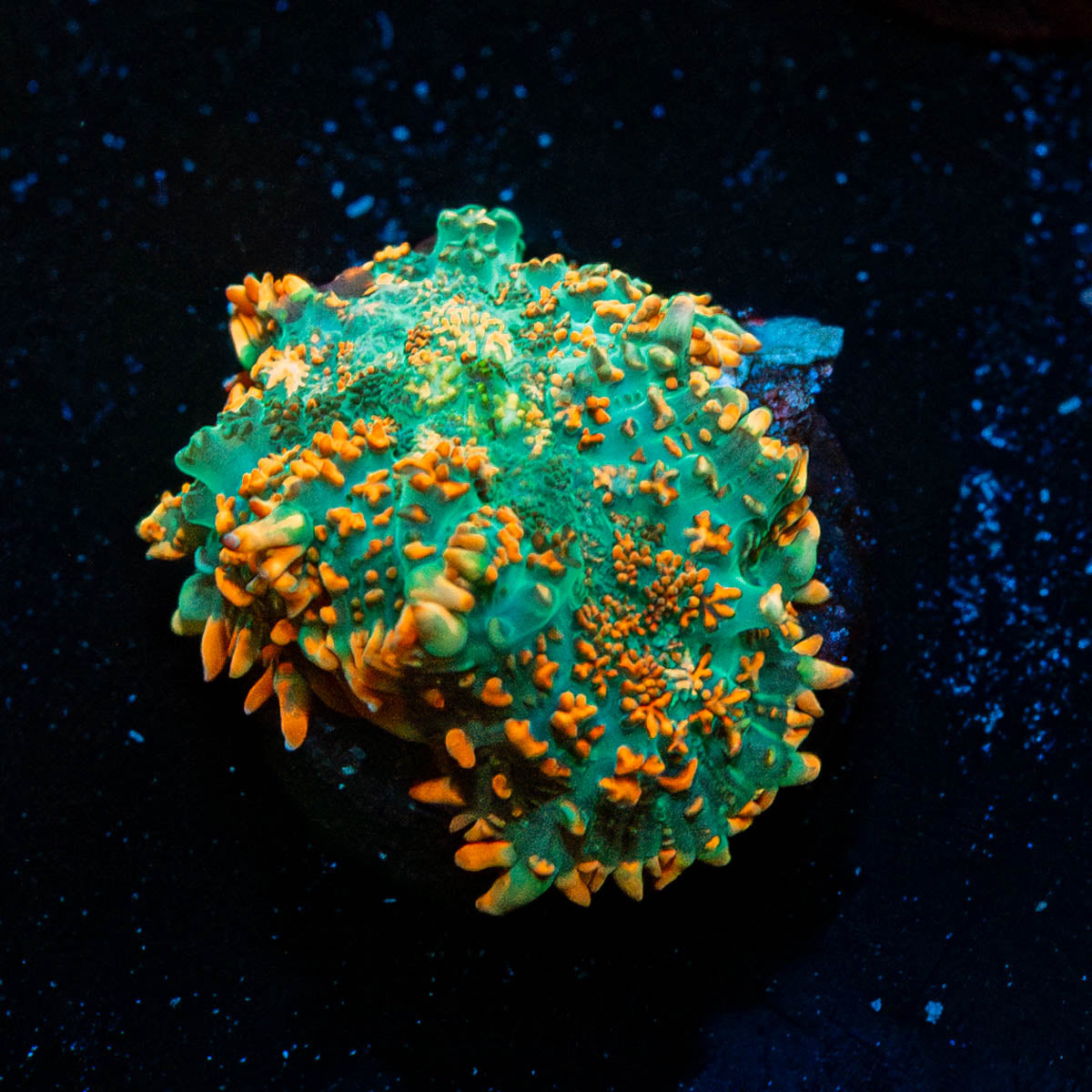 Charizard Rhodactis Mushroom