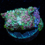 Pink Confetti Mushroom - riptide aquaculture llc