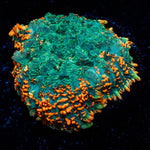 Patch Work Rhodactis Mushroom - riptide aquaculture llc