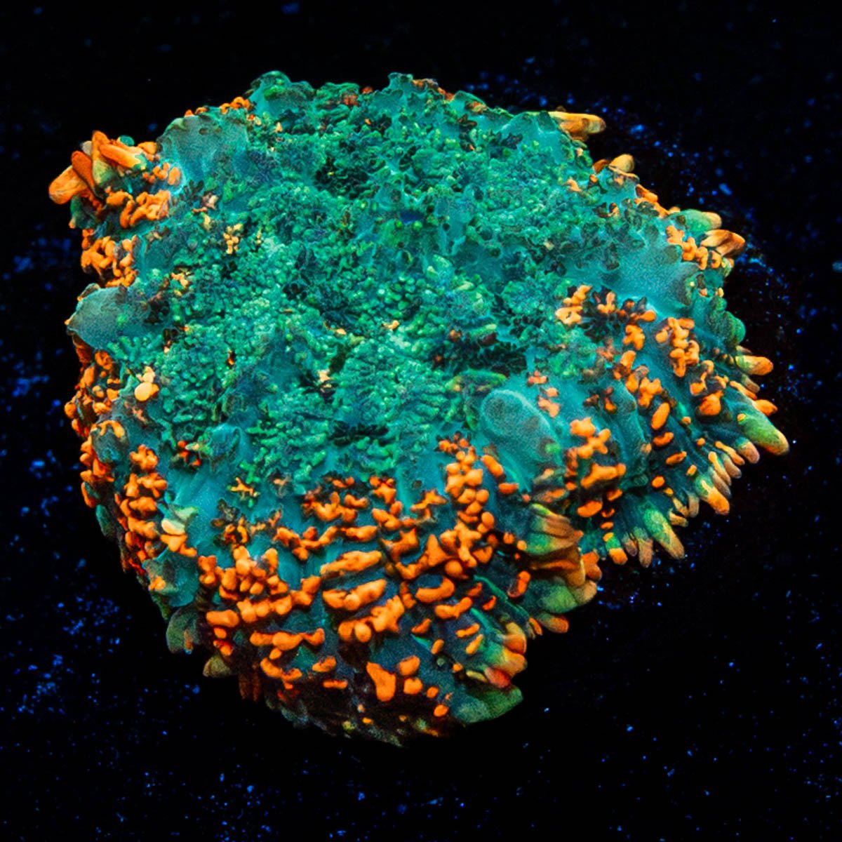 Patch Work Rhodactis Mushroom - riptide aquaculture llc