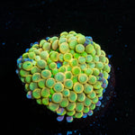 Ultra FL Ricordea Mushroom - riptide aquaculture llc